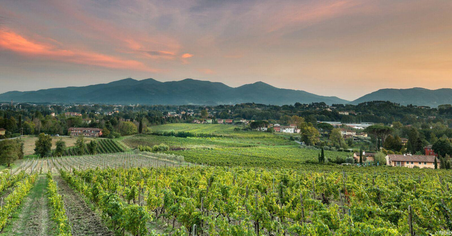 vigneti di Lucca