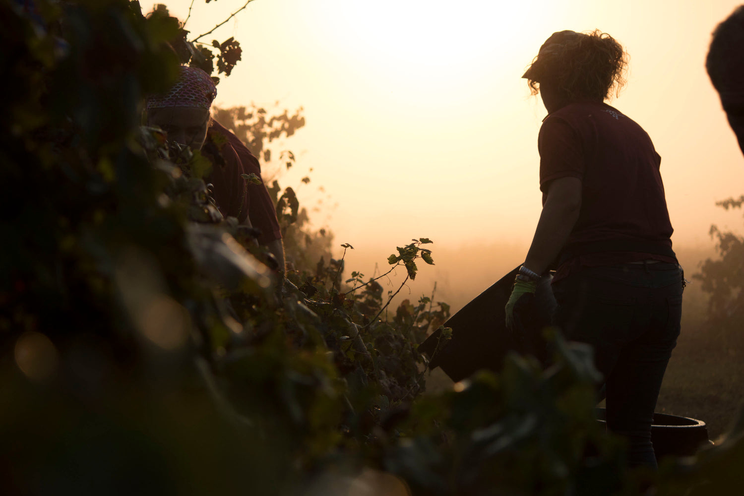 Azienda viticola Marulli