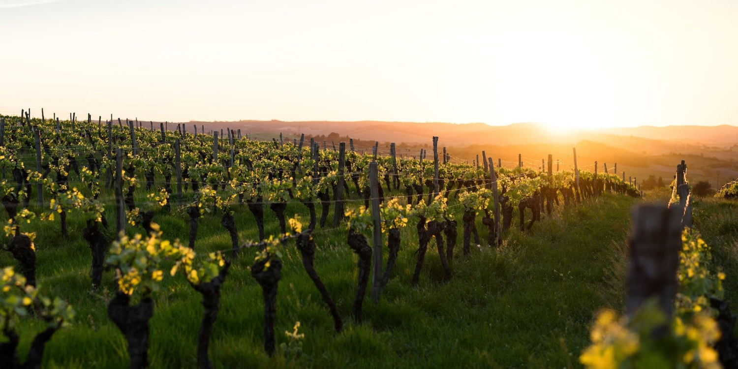 Bordeaux vini classifica 1855 Medoc
