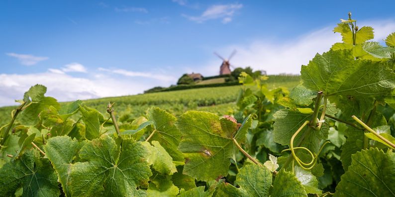 Tutto quello che c'è da sapere sullo Champagne