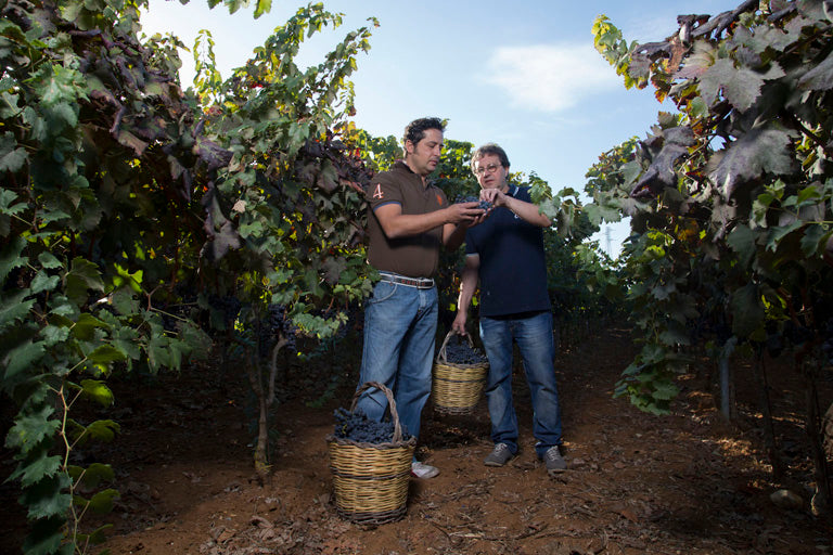 Giovanni e Fernando Calò - Puglia