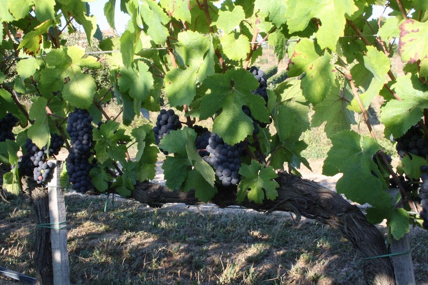 Le selezioni di dicembre - espressioni di pinot nero