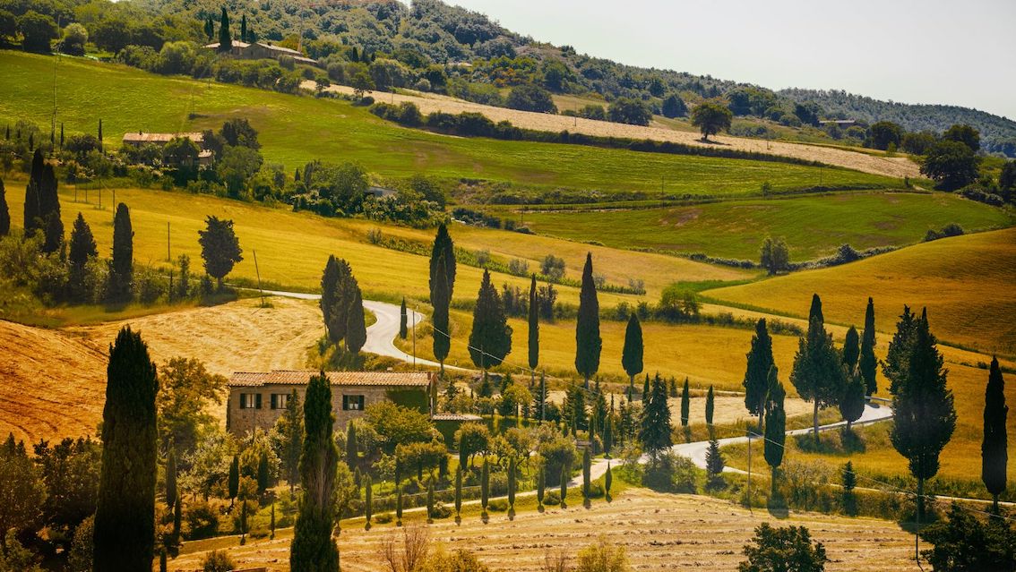 Italian vineyards