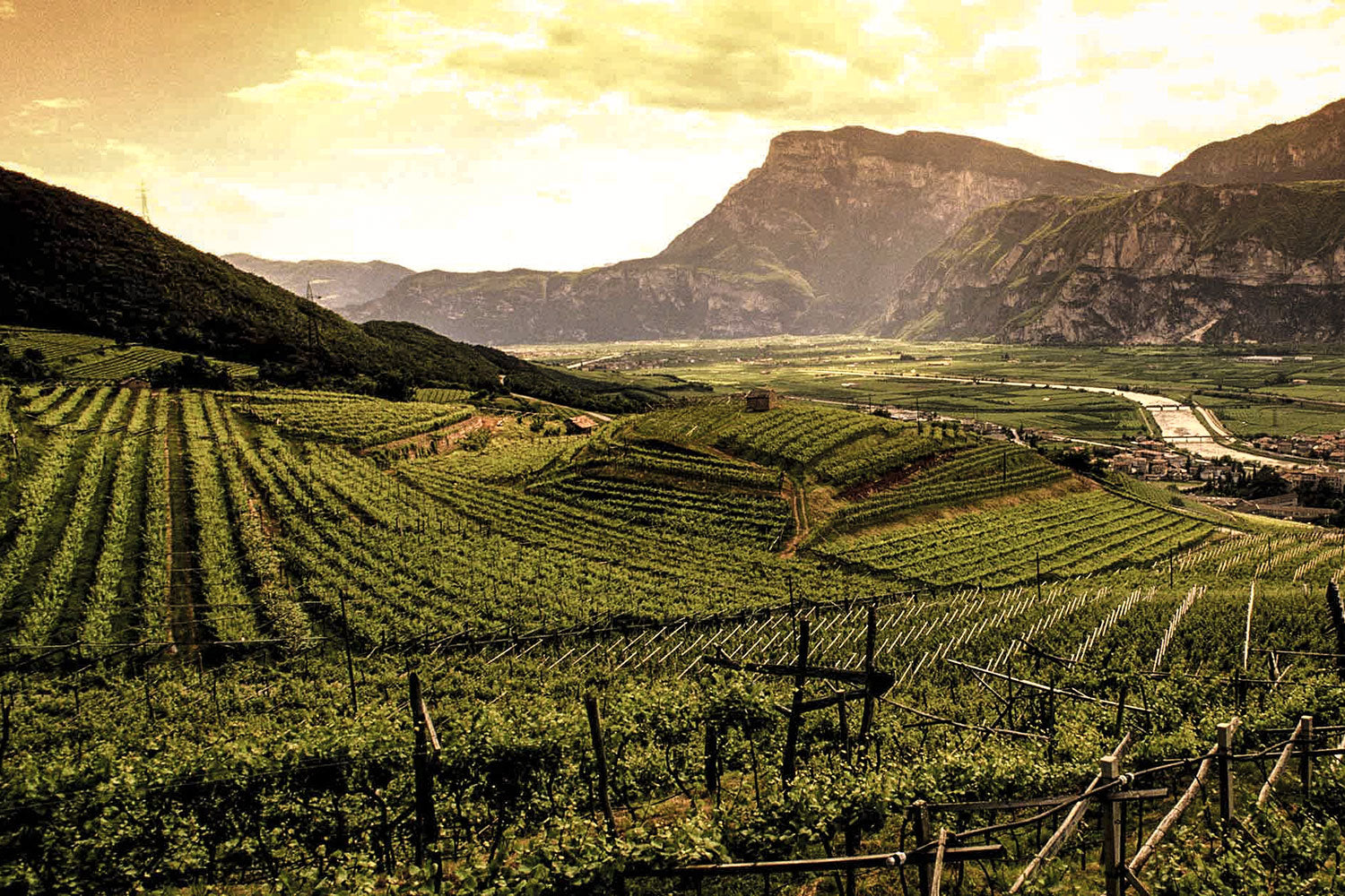 Piana Rotaliana Teroldego