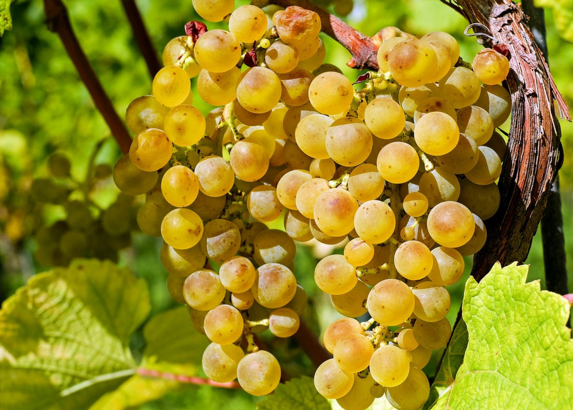 Uva bianca coltivata ad alberello