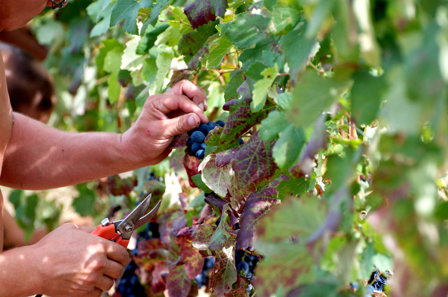 Vini Claudio Mariotto