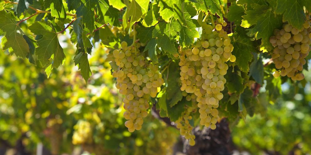 Come riconoscere l’Arneis alla cieca?