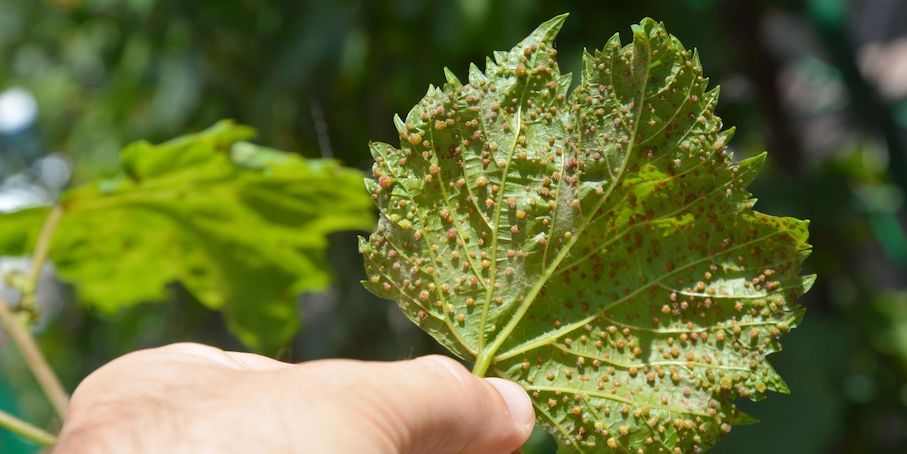 Cos’è la fillossera?