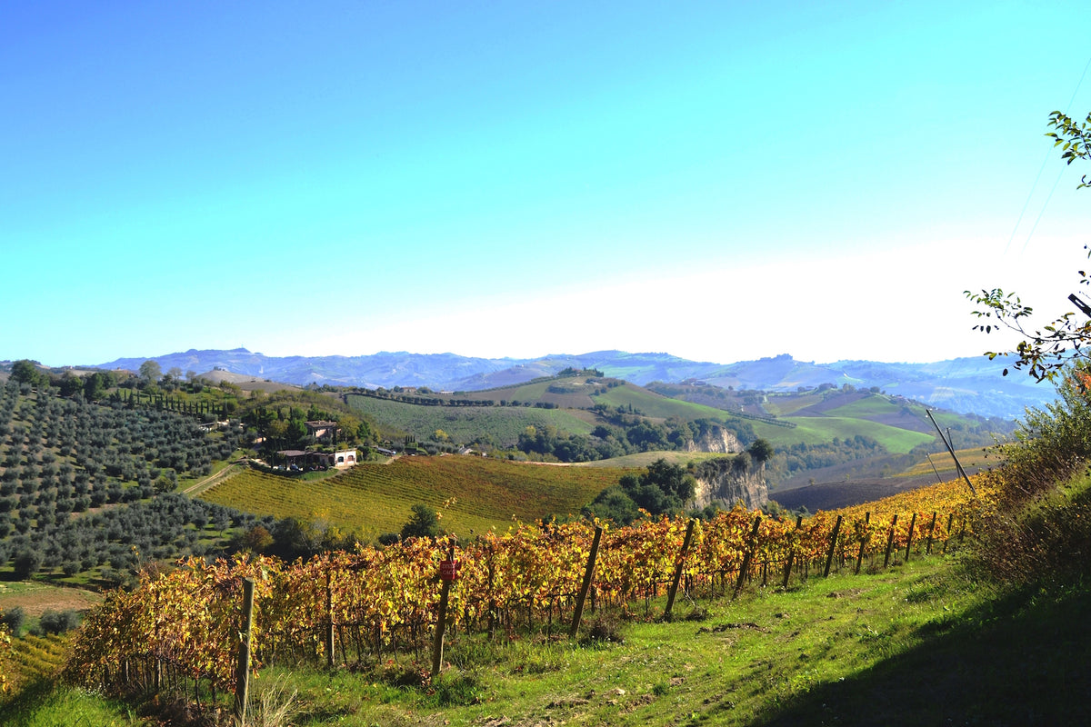 piccoli terroir