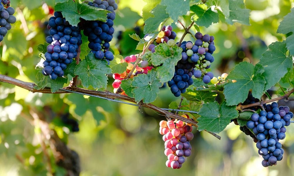 Tutto quello che c’è da sapere sul Pinot Nero, in dieci punti