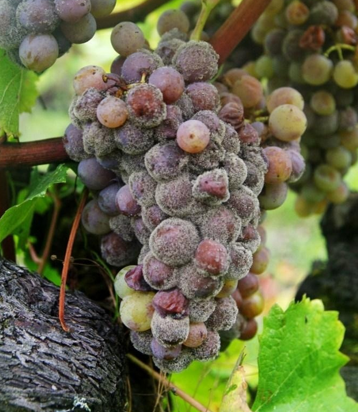 Tutto quello che c’è da sapere sul Sauternes