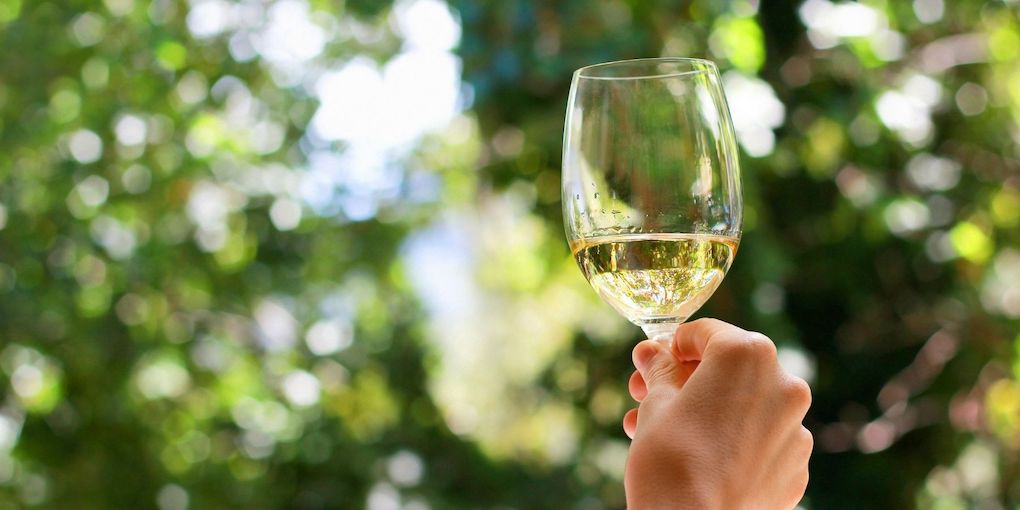 Perché il Sauvignon Blanc profuma di “pipì di gatto”?