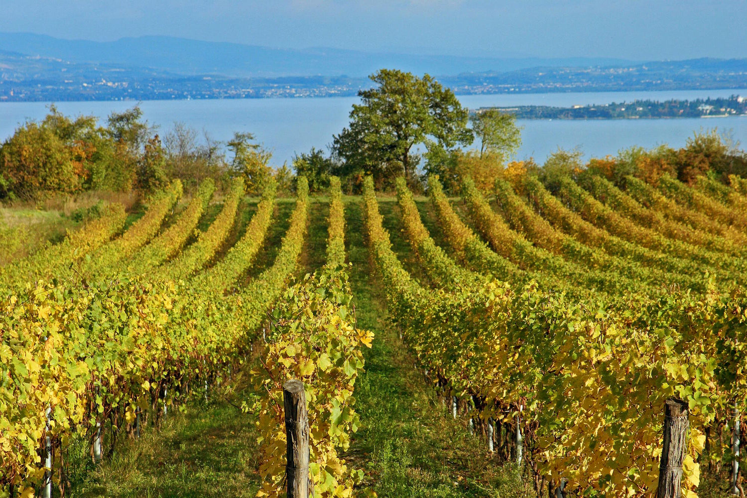 vigne lago di Garda