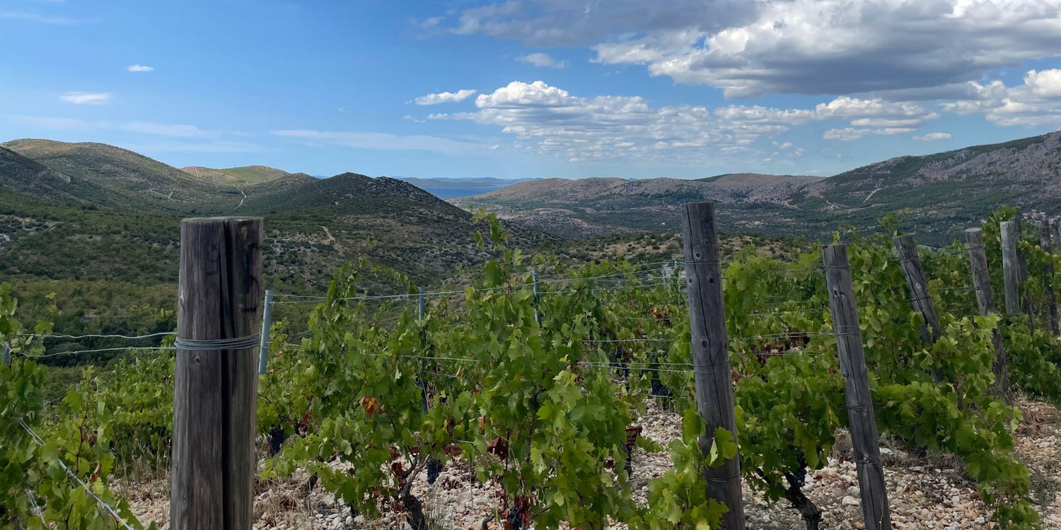 Vini croati: sette cose che non puoi non sapere