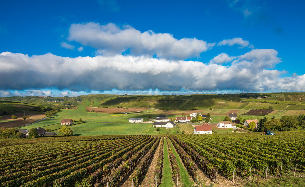 Quello che c’è da sapere sui vini della Loira