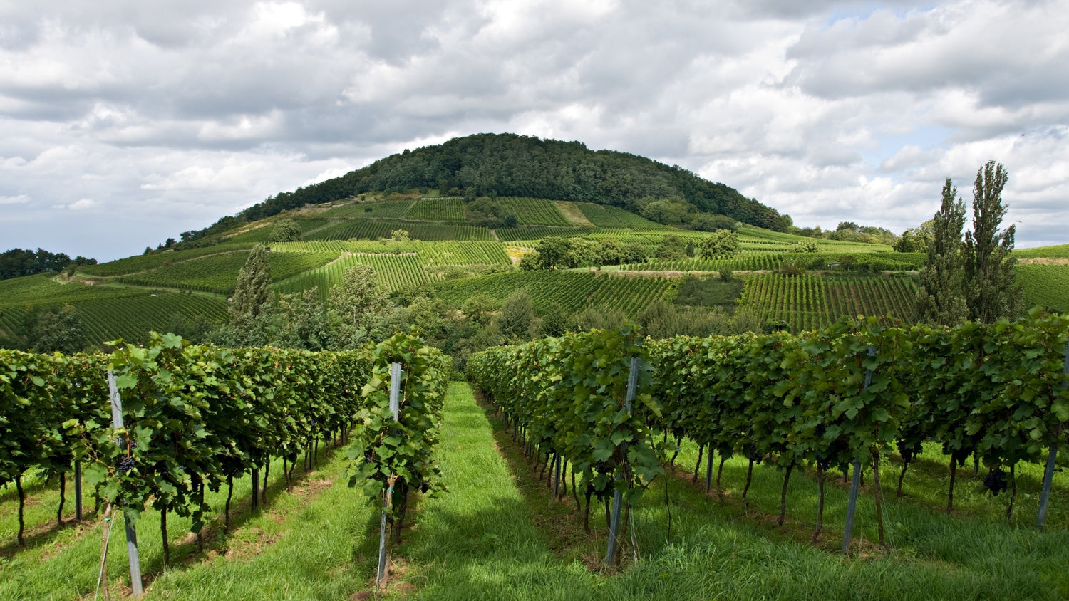 Dove inizia la qualità del vino? Tre fattori qualitativi della vigna da conoscere