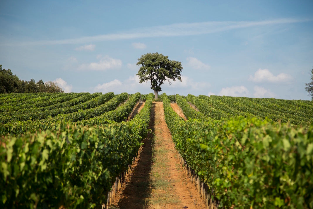 vigneti di siena