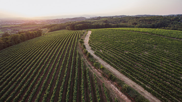 cantina Cà Rovere