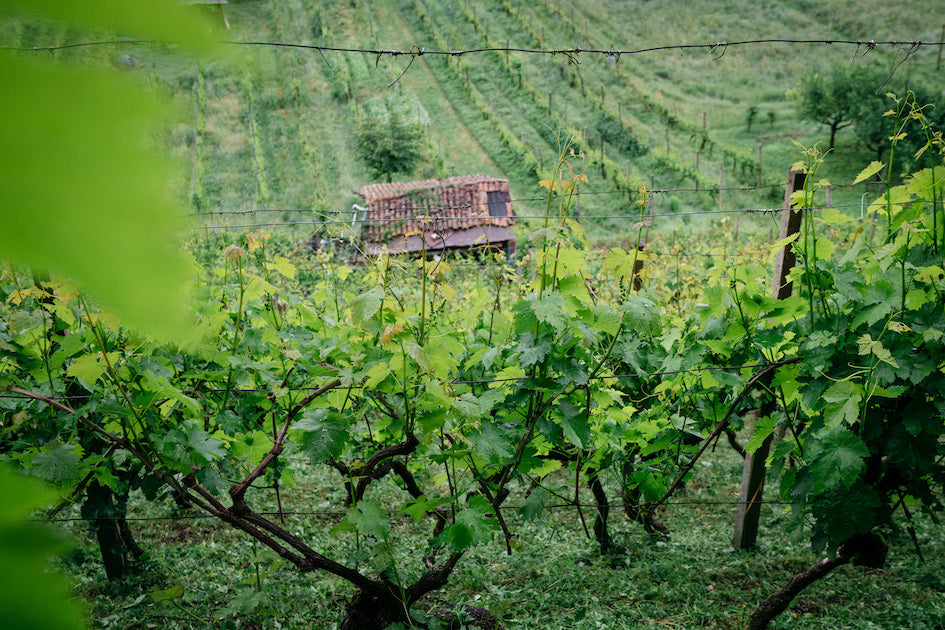 Vini delle Dolomiti