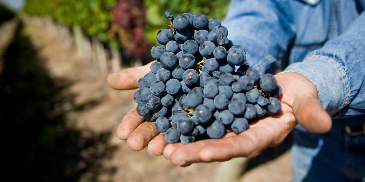 Tre uve in via di estinzione