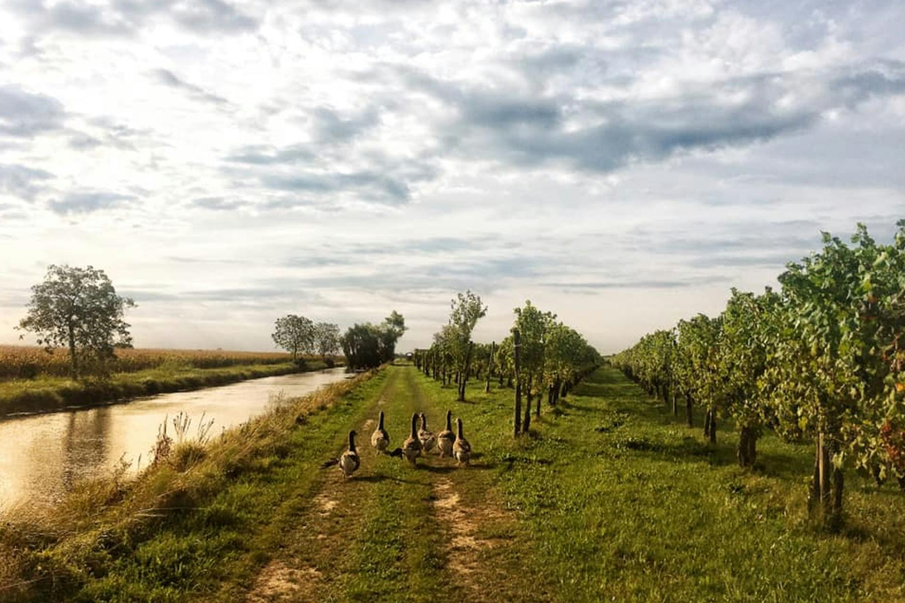 Friuli Venezia Giulia: grandi bianchi di una terra di confine
