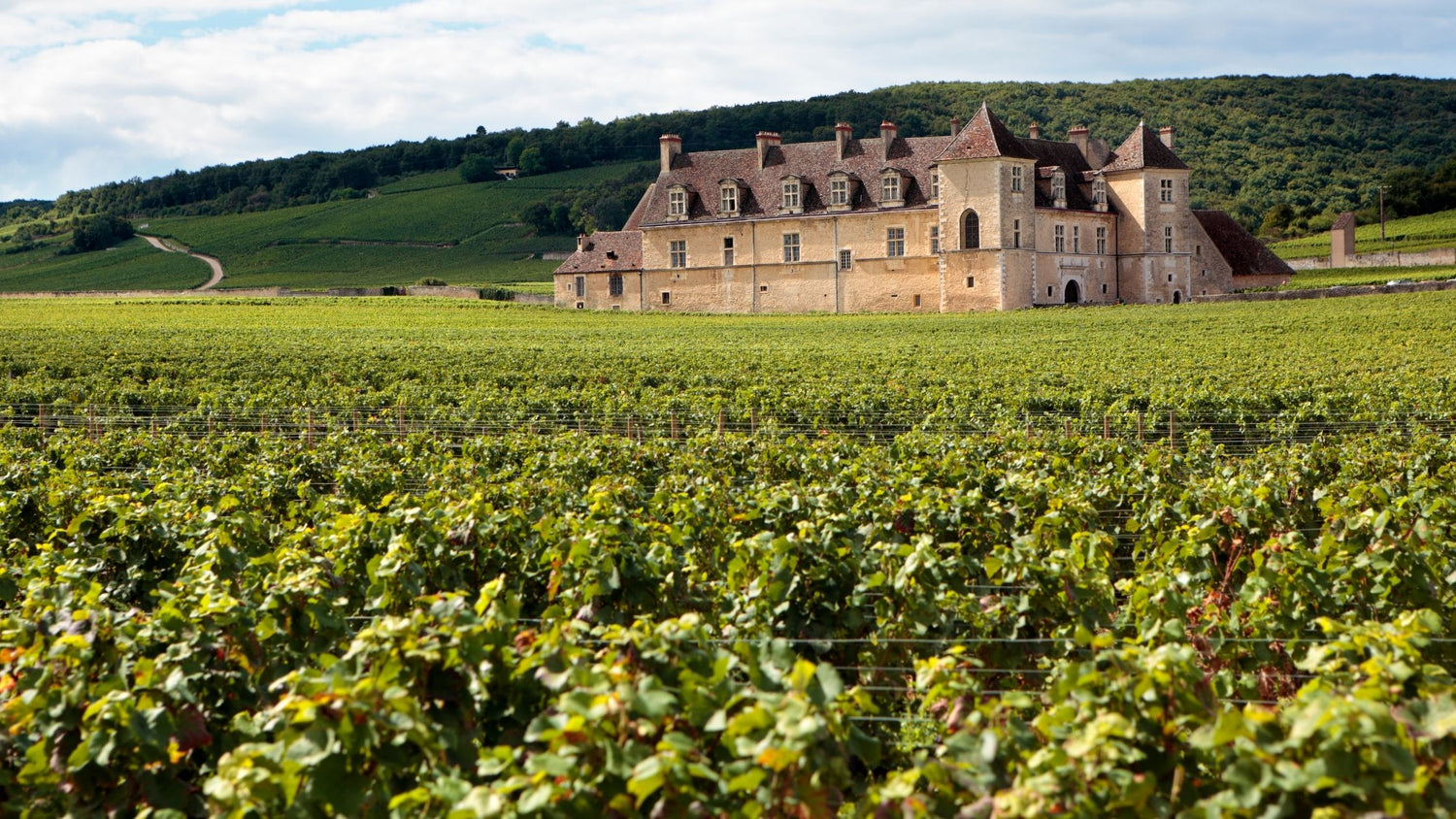 vigne francesi