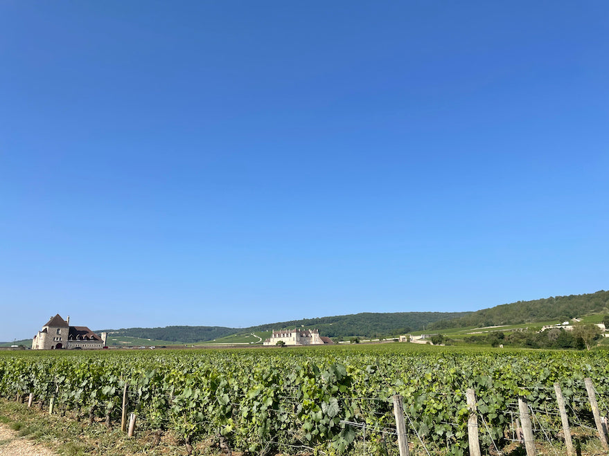 borgogna vino