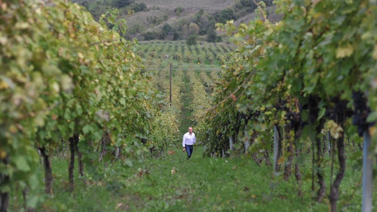 Claudio Cipressi Molise cantina