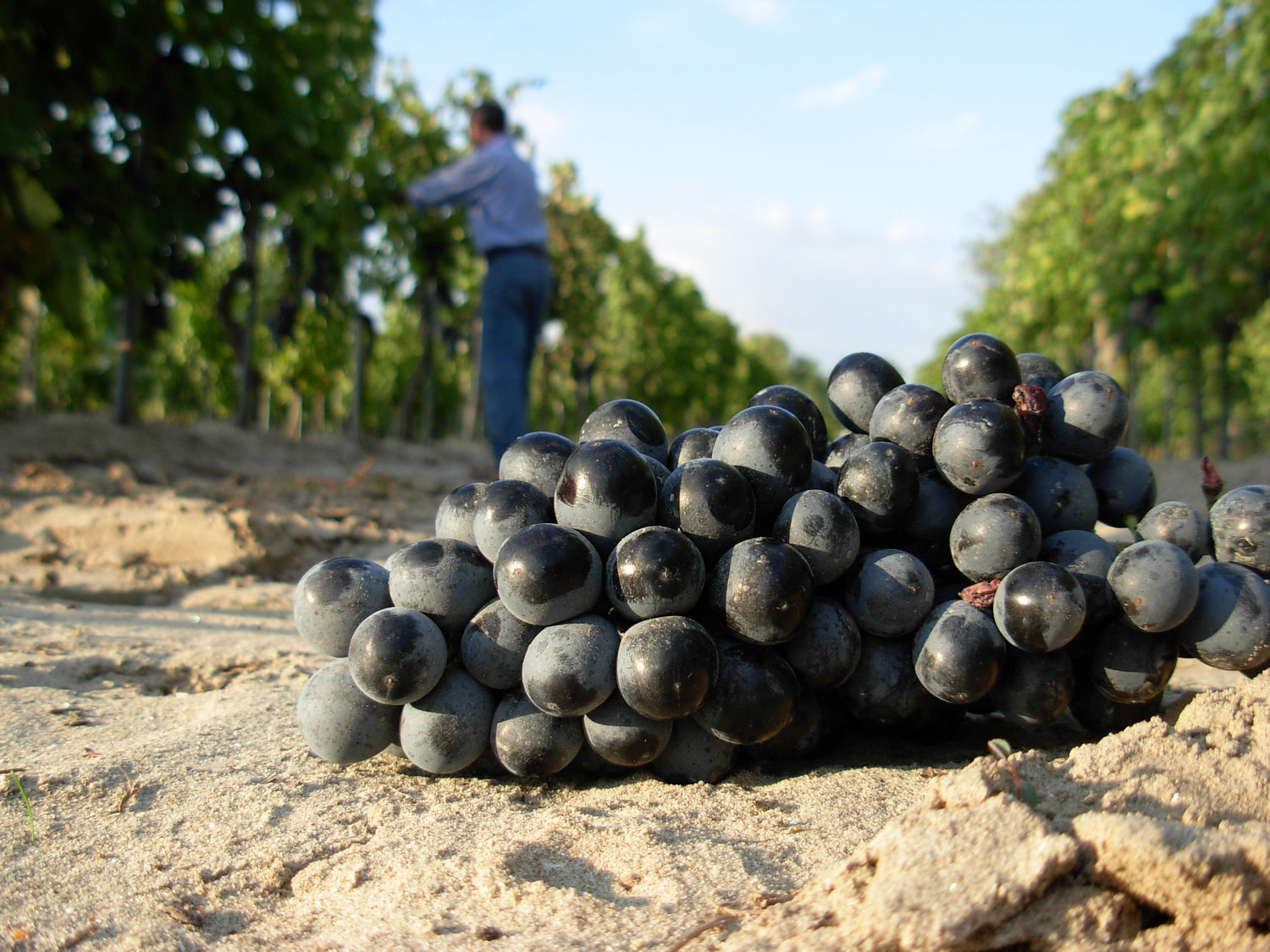 vini delle sabbie