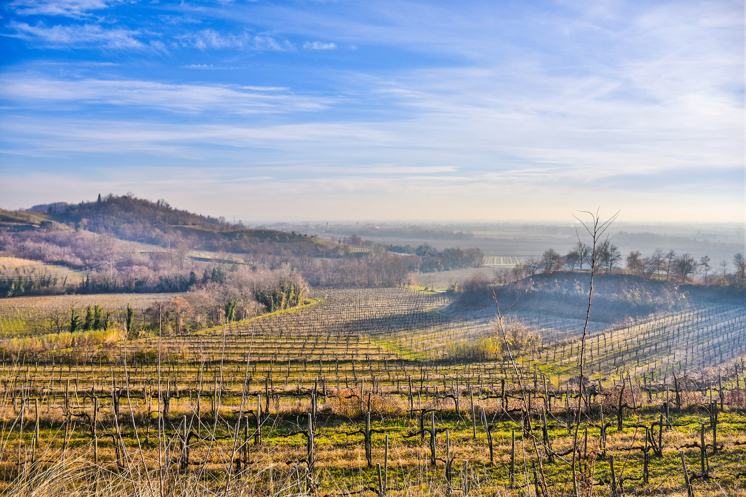 Friuli Venezia Giulia vino