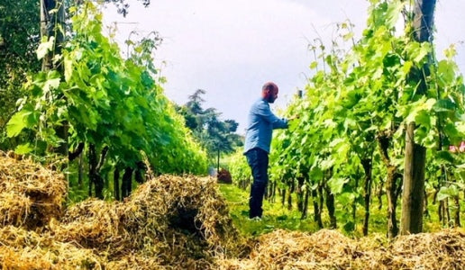 Gerardo Vernazzaro, Cantine Astroni - Campania