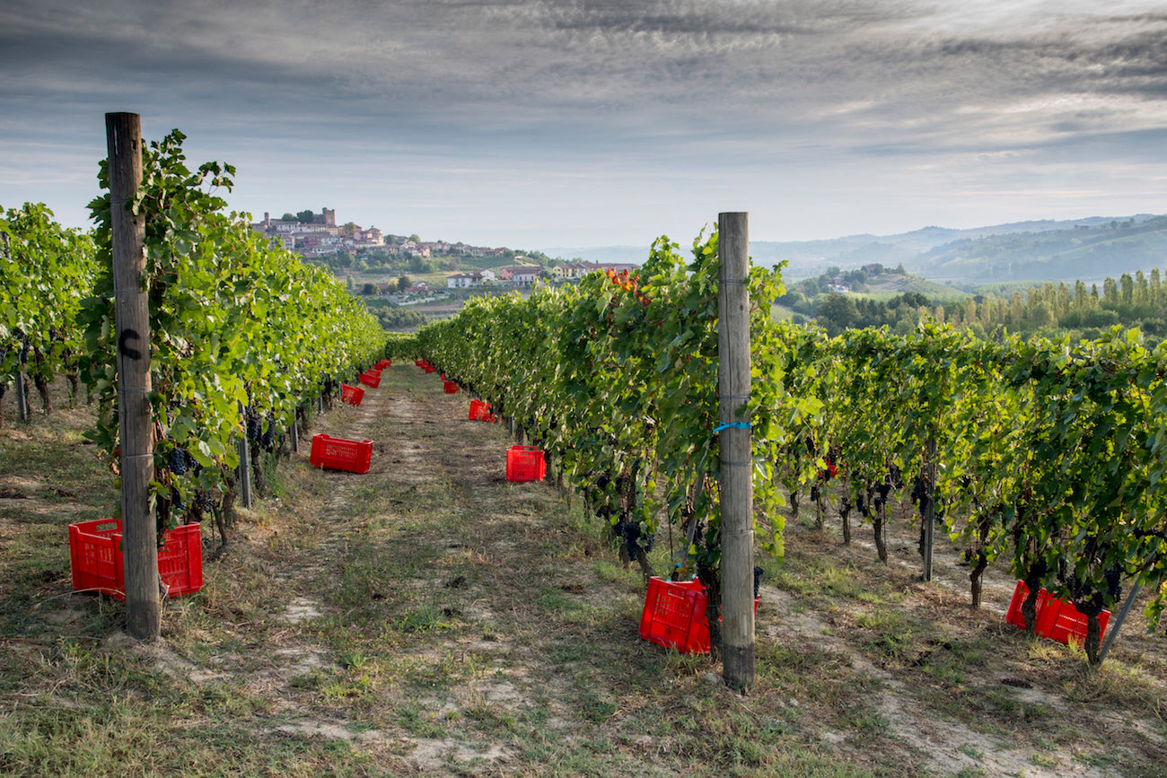 Nebbiolo Piemonte