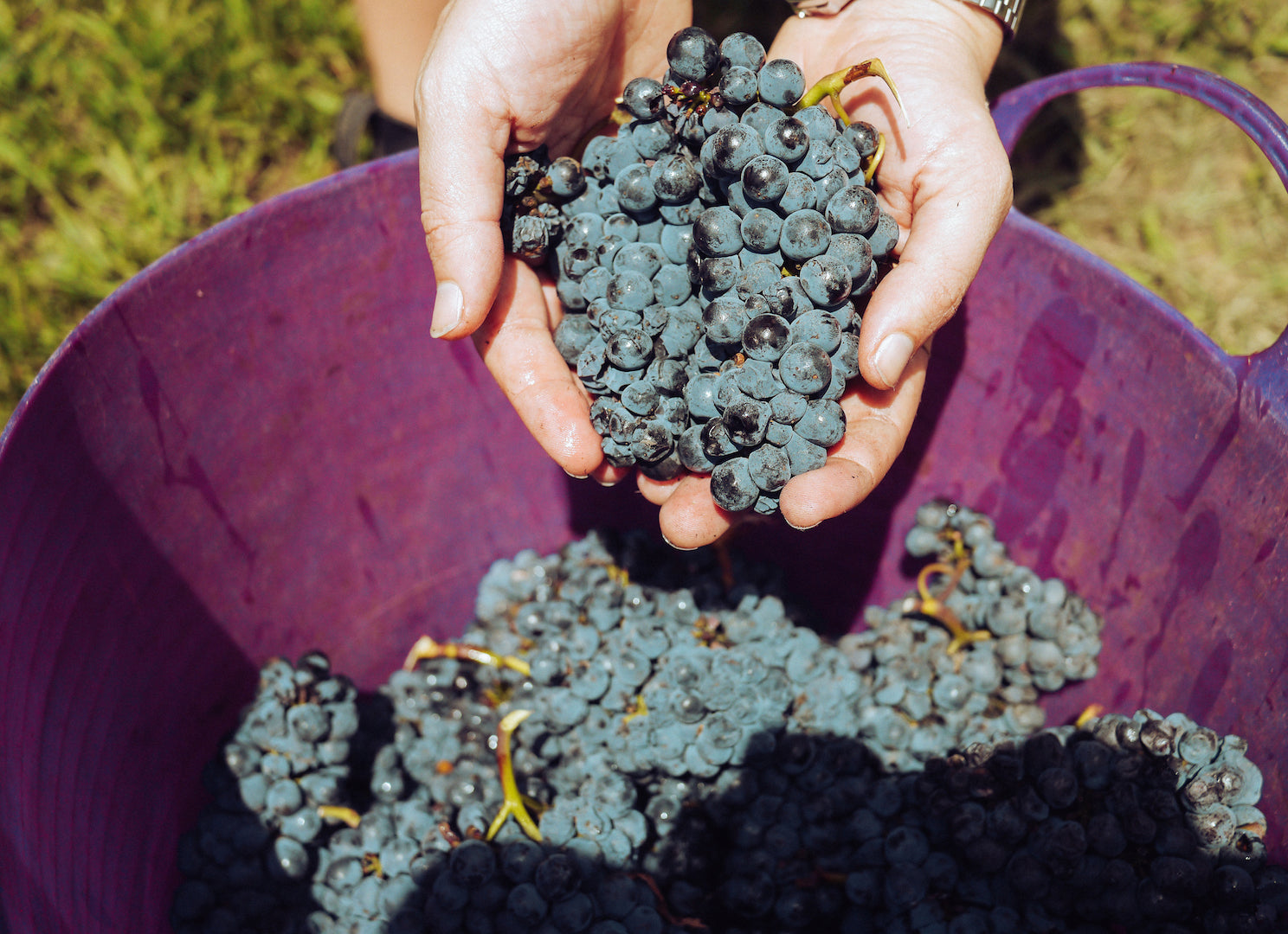 Vendemmia