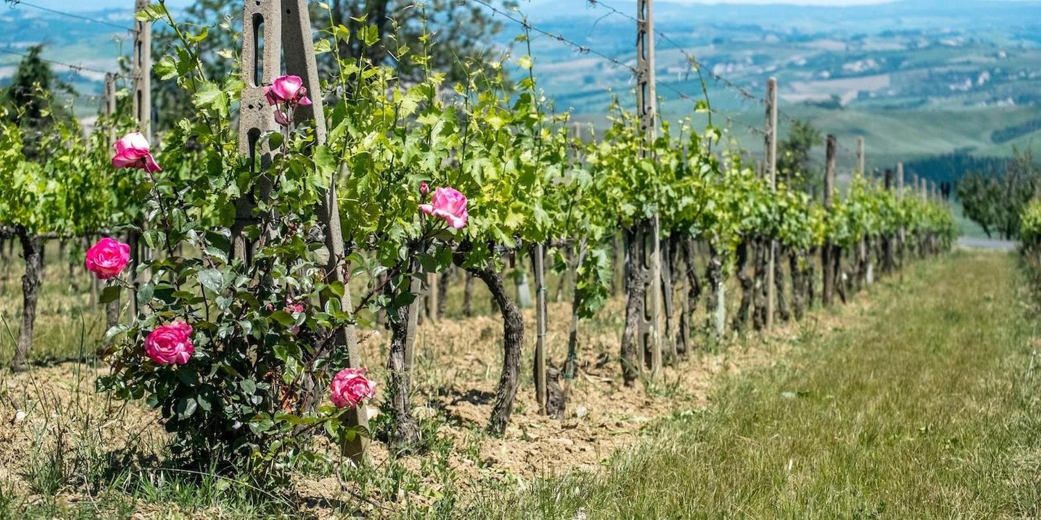 piante di rose nei filari di vino
