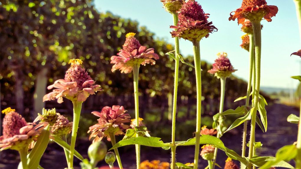 Cos’è il sovescio?