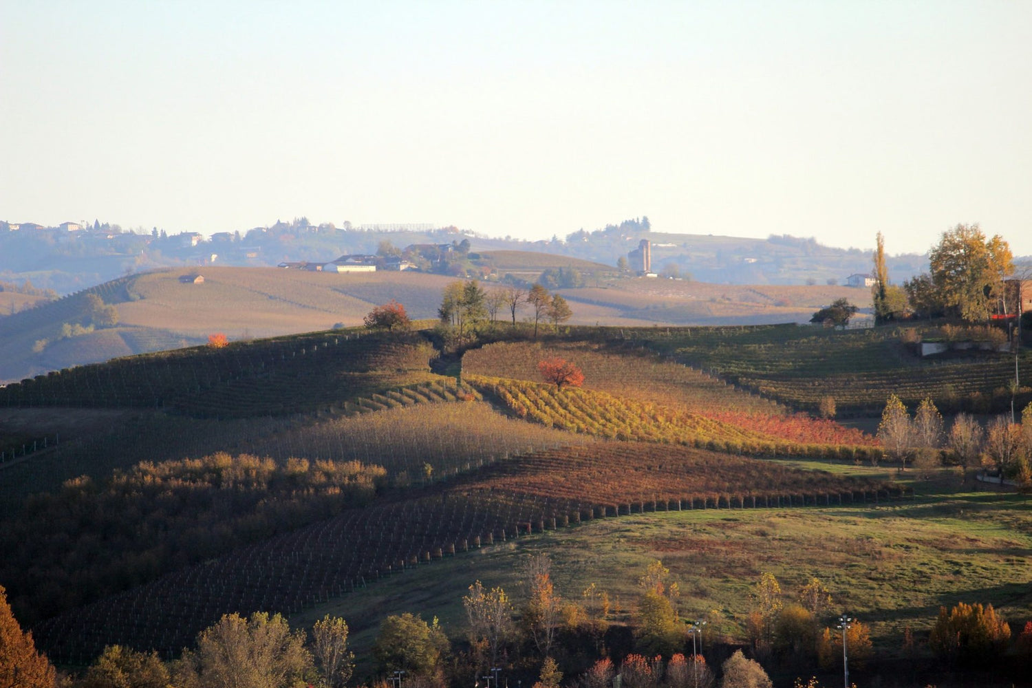 vitigni piemontesi