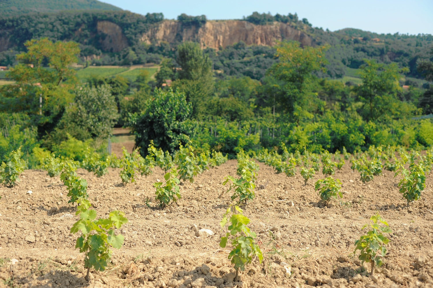 terroir