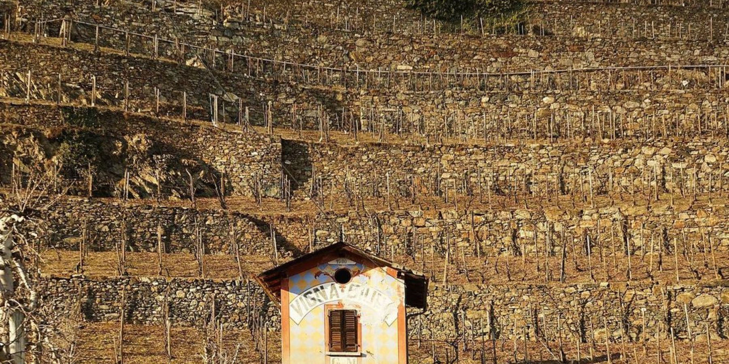 Valtellina del vino: 5 cose da sapere