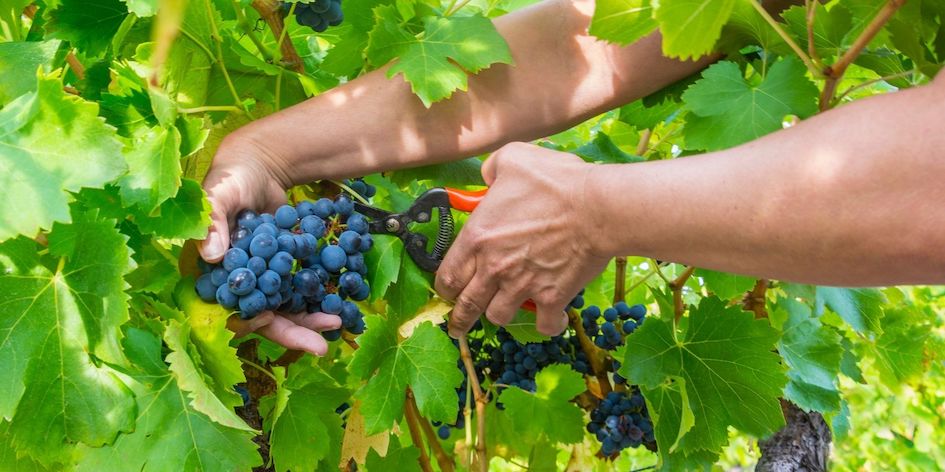 vendemmia grappoli sani vino