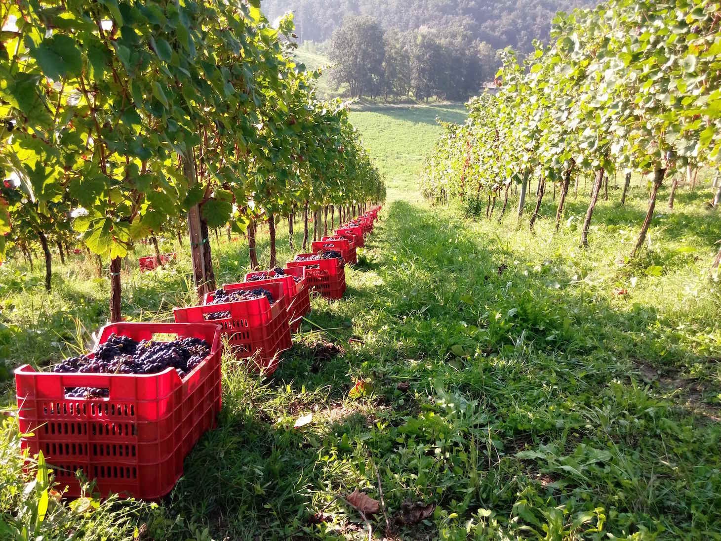 vigna Oltrepo