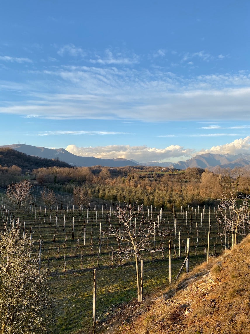 vigne di Brescia