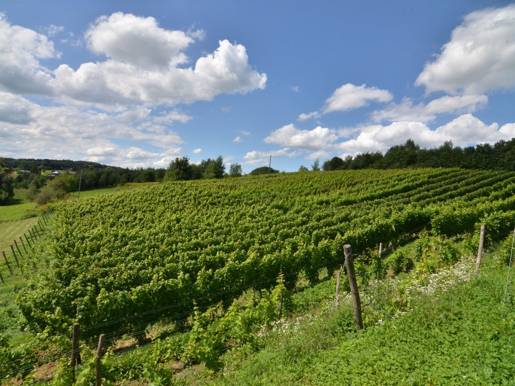 Quello che non sai sui vini polacchi