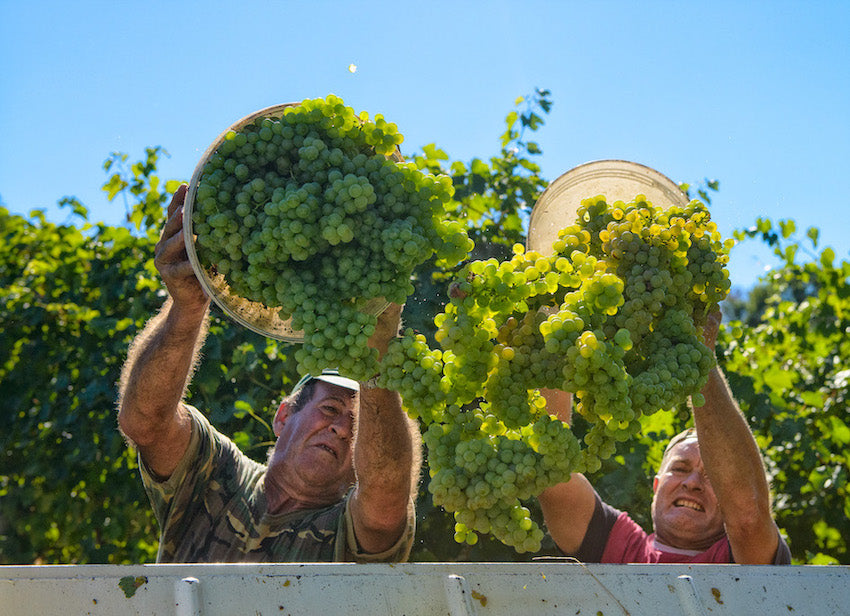 Selezioni di febbraio - grandi vini biologici