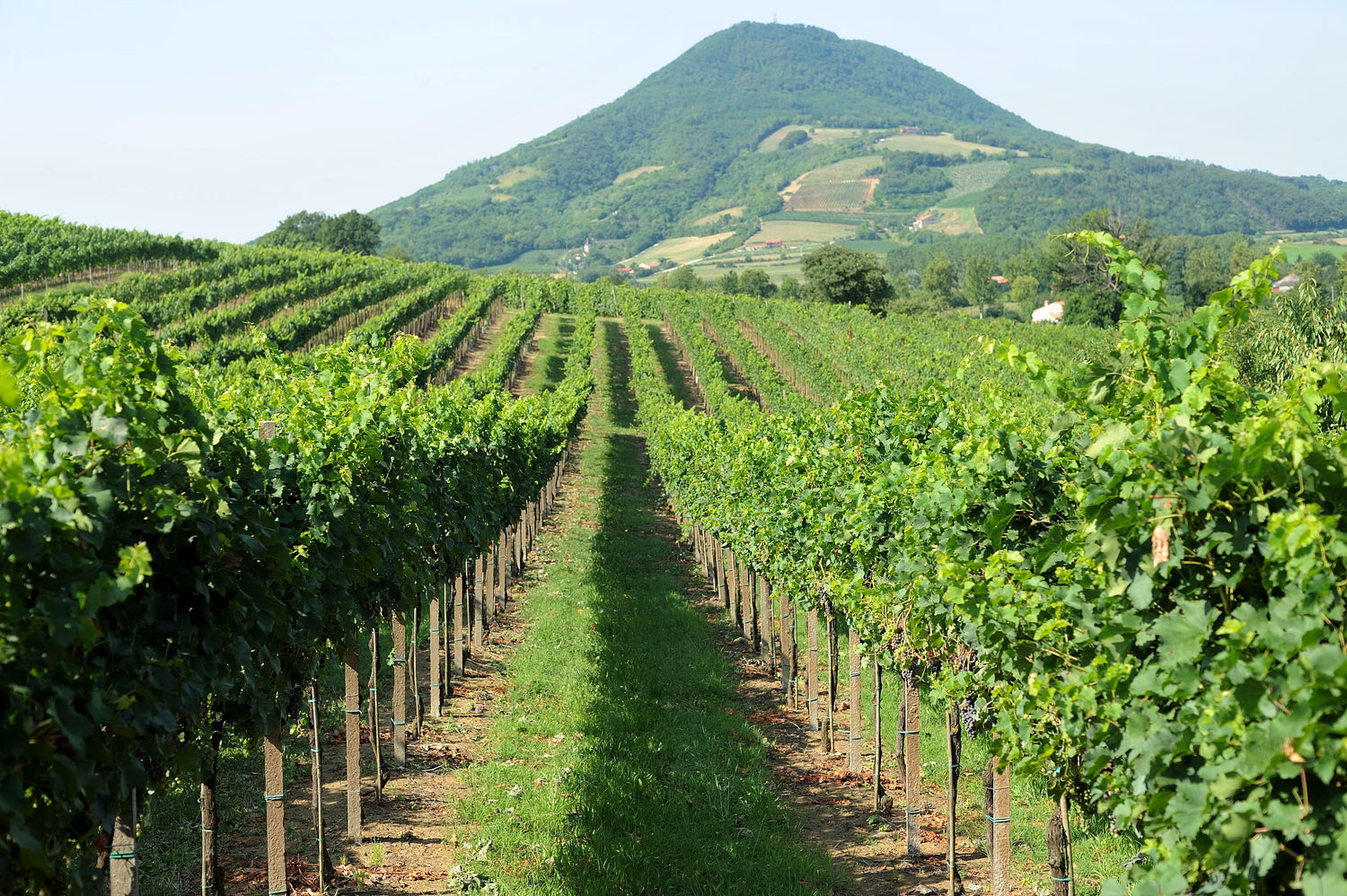Le selezioni di settembre - vini di altitudine