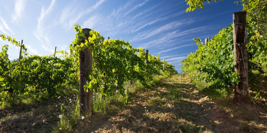 vigne grecia