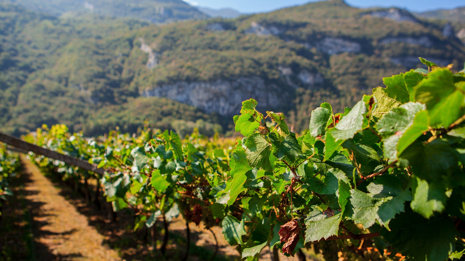 Vini di altitudine