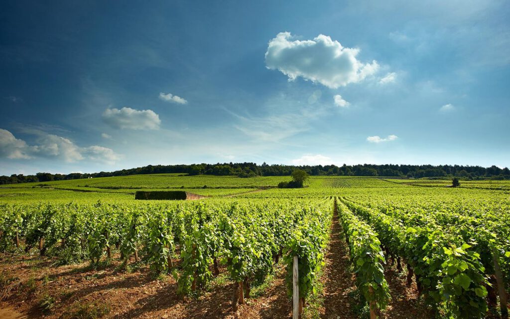 Una sera d'estate, <em>tre grandi storie</em> di vino