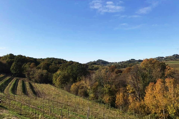 Whites of Friuli: A Journey Across the Border