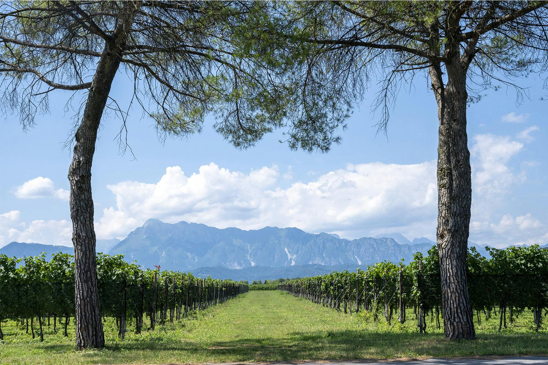 Refosco | Cecchini Marco
