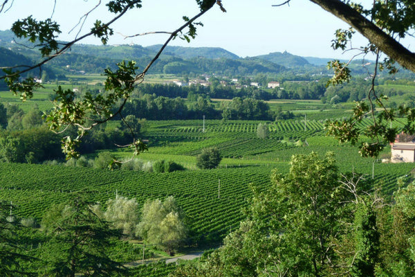 Whites of Friuli: A Journey Across the Border